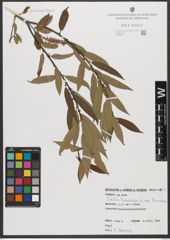 Foto von Salix triandra subsp. triandra L.